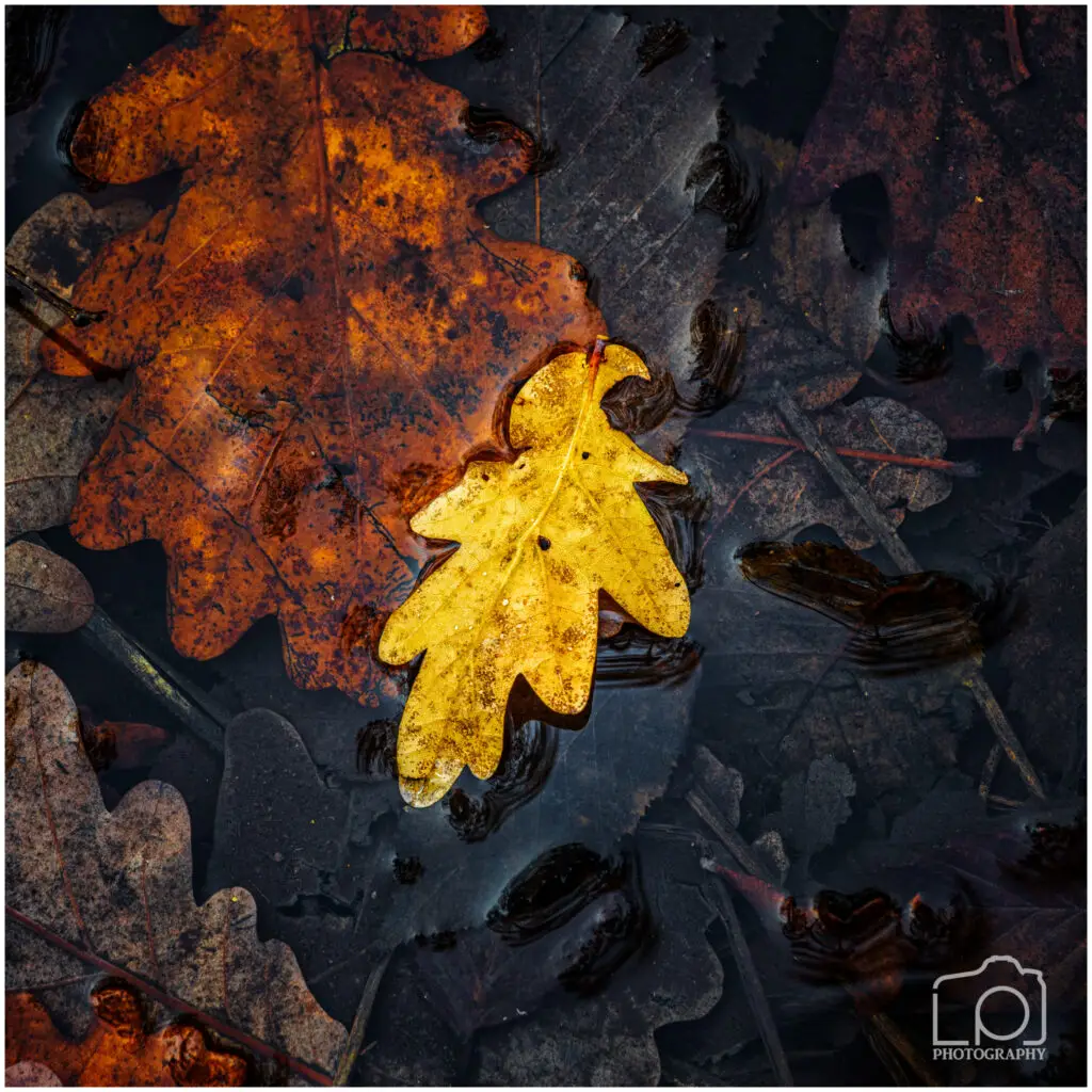 Autumn leaves