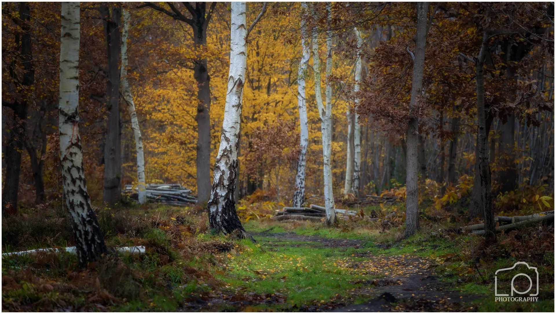 Read more about the article Woodland Photography at East Blean Woods